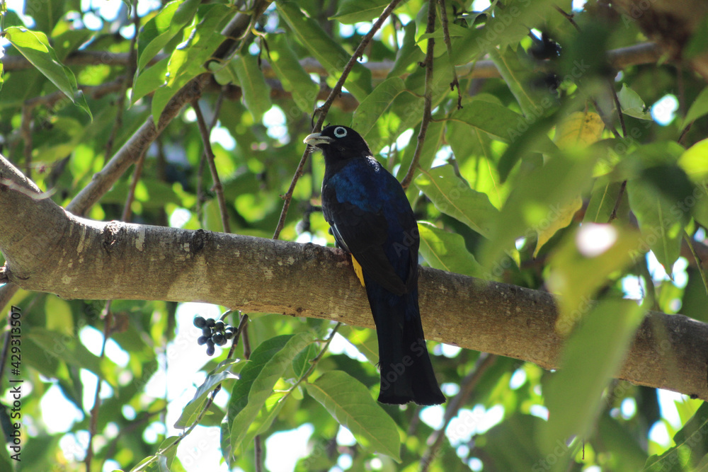 bird on a tree bird on a tree