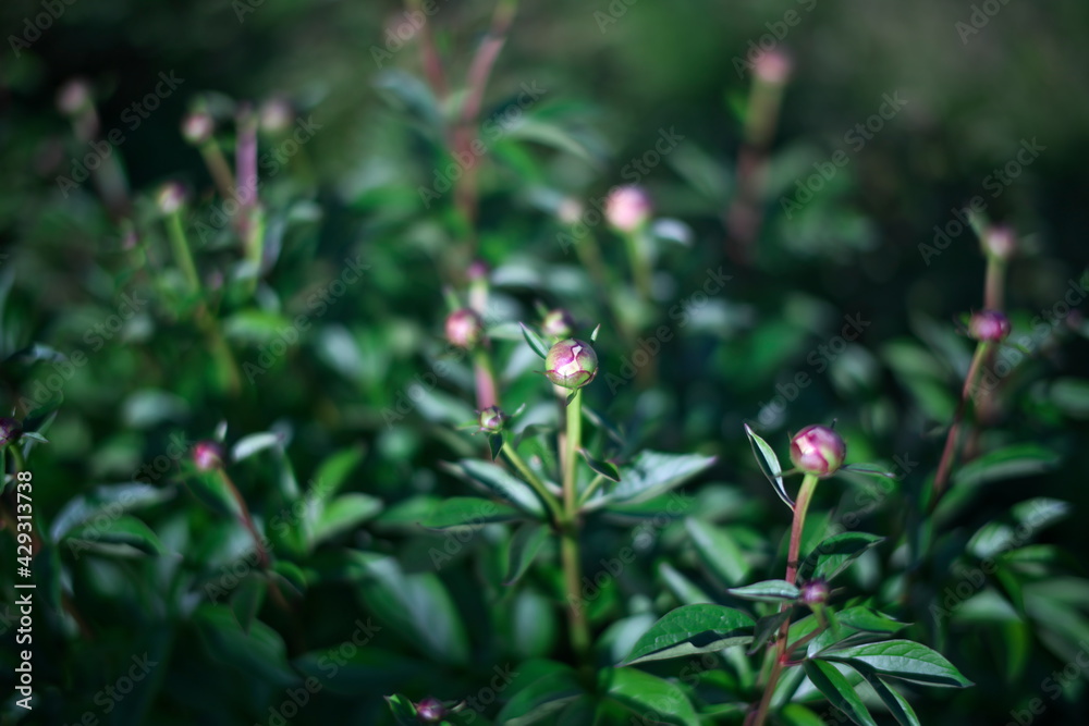 Tokyo,Japan-April 22, 2021: Buds of peony in a garden in Japan
Tokyo,Japan-April 22, 2021: Buds of peony in a garden in Japan
