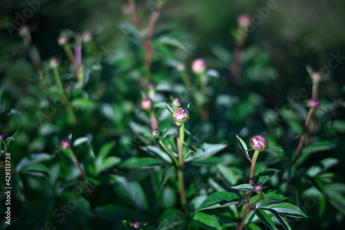 Tokyo,Japan-April 22, 2021: Buds of peony in a garden in Japan 