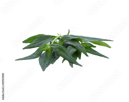 Fototapeta Naklejka Na Ścianę i Meble -  close up Andrographis paniculata plant leaves Ayurveda herbal medicine