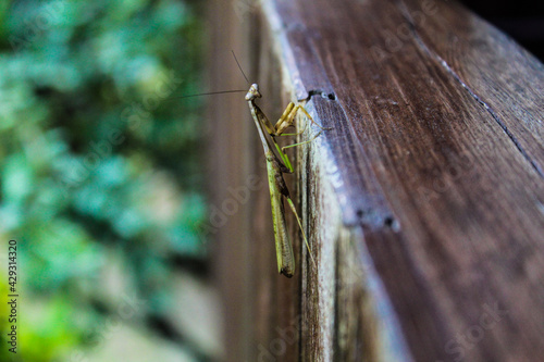 praying mantis on wood