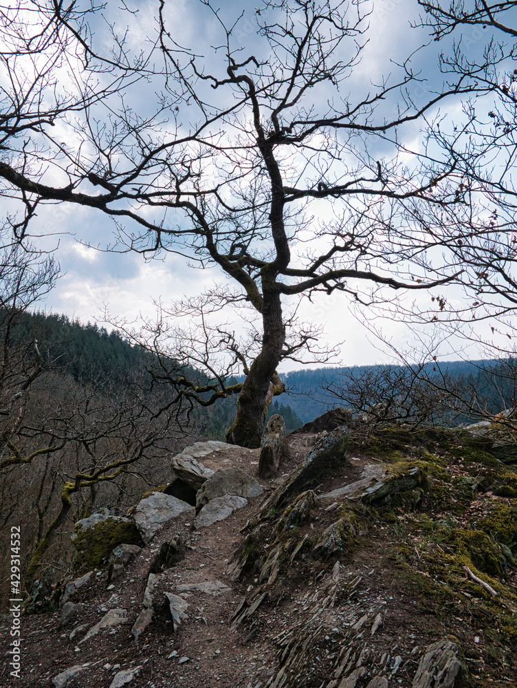 Blick über das Wispertal im Taunus im Frühling mit einer alten, knorrigen Eiche im Vordergrund Blick über das Wispertal im Taunus im Frühling mit einer alten, knorrigen Eiche im Vordergrund