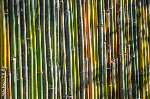 Fototapeta Naklejka Na Ścianę i Meble -  Cerca de Tacuara (bambú)