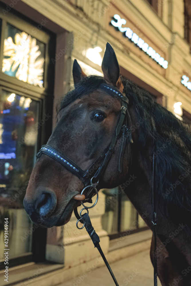 Fototapeta premium close up of a horse