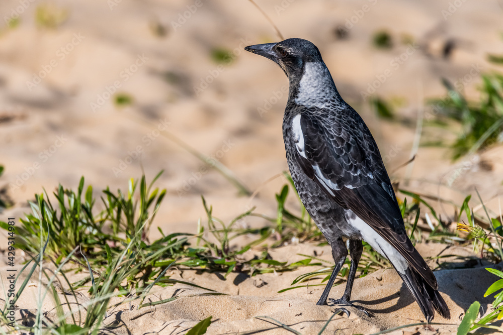Juvenile Magpie in the sand dunes Juvenile Magpie in the sand dunes