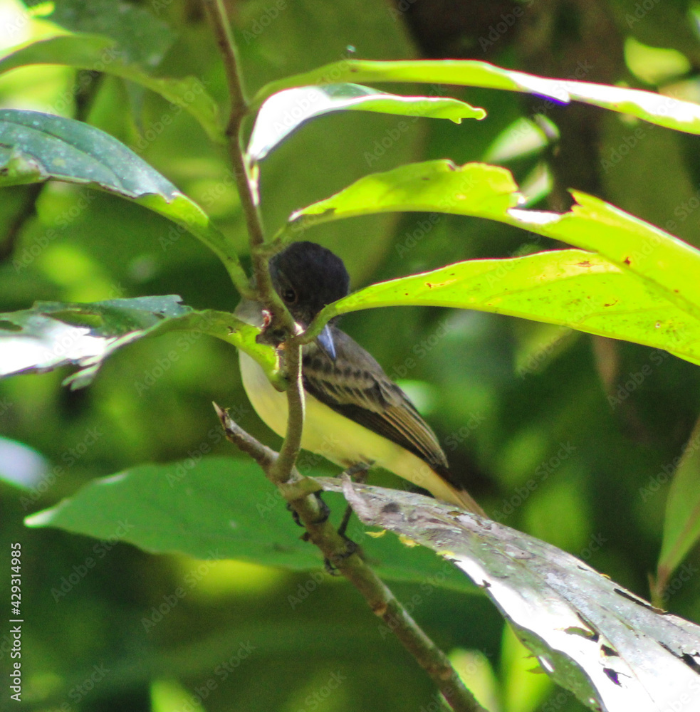 Fototapeta premium bird on a tree