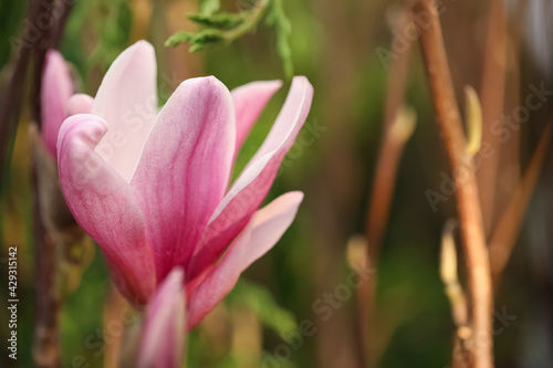Closeup view of beautiful blooming magnolia tree outdoors © New Africa