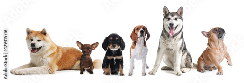 Group of different cute dogs on white background. Banner design