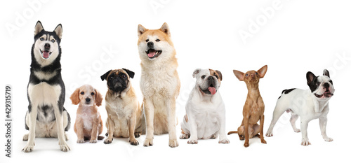 Fototapeta Naklejka Na Ścianę i Meble -  Group of different cute dogs on white background. Banner design
