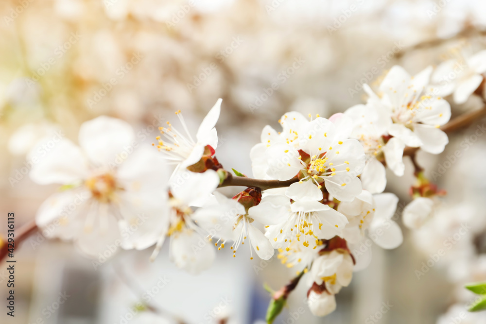 Obraz premium Beautiful apricot tree branch with tiny tender flowers outdoors, closeup. Awesome spring blossom