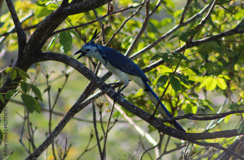 Canvastavla The Loud Mouthed Bluejay of Central America