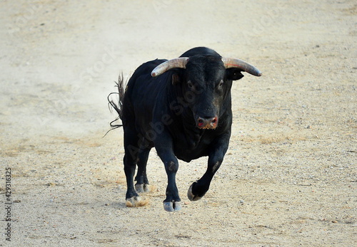 fighting bull in spain with big horns