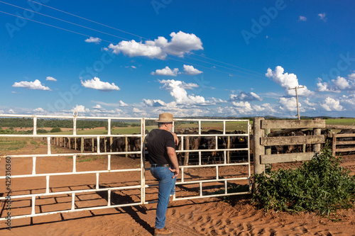 Wallpaper Mural middle-aged farmer and cattle rancher observes an aberdeen angus livestock confinement in Brazil Torontodigital.ca