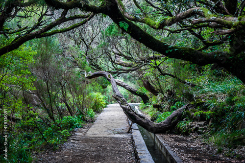 Foothpath into luxurious nature in madeira island portugal. Path to levada 25 Fontes 