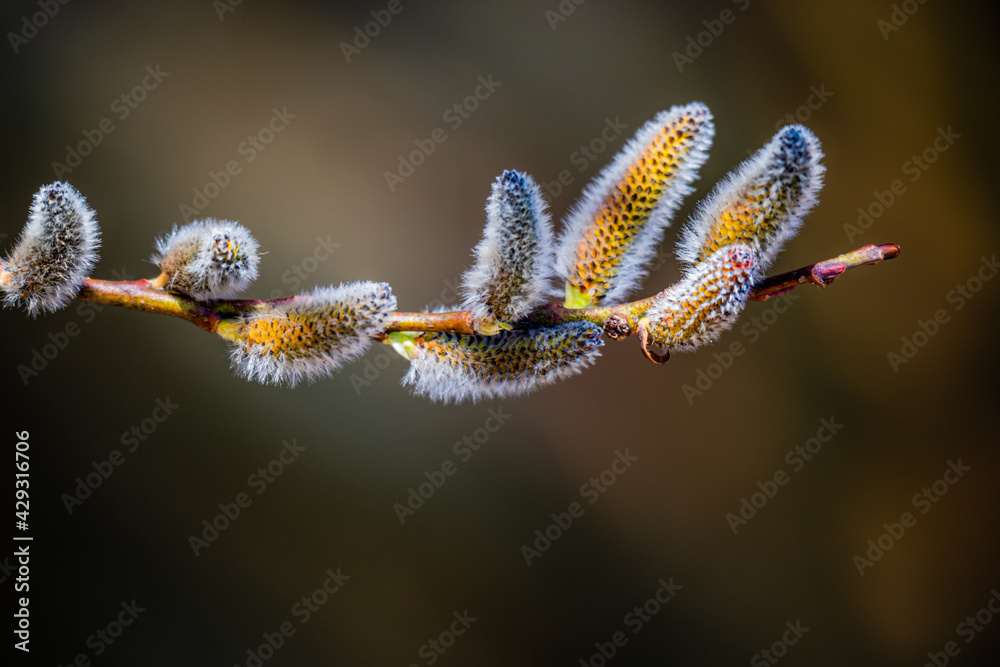 Willow catkins in the city park Willow catkins in the city park