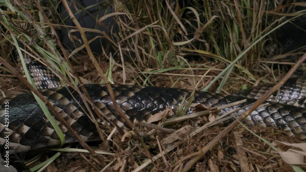 False Water Cobra slithering through tall grass in wild False Water Cobra slithering through tall grass in wild