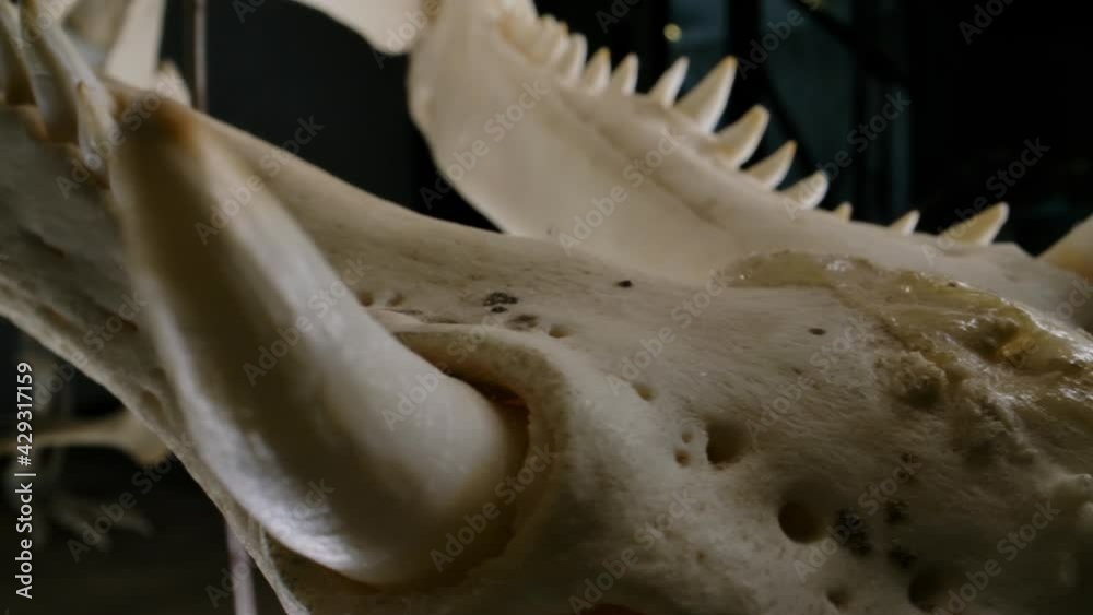 Crocodillian teeth lower jaw of skeleton - preserved specimen on black background Crocodillian teeth lower jaw of skeleton - preserved specimen on black background
