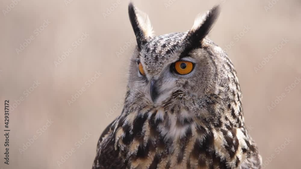 Eagle owl on the prowl searching for food in the forest Eagle owl on the prowl searching for food in the forest