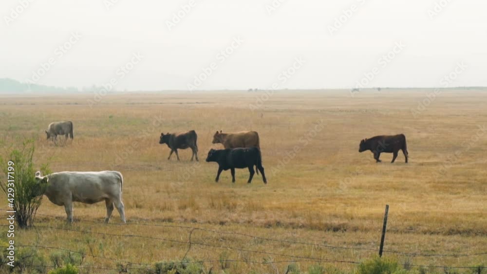 Livestock Cattle, grazing on autumn dried meadows - hazy, autumn day - Bos taurus Livestock Cattle, grazing on autumn dried meadows - hazy, autumn day - Bos taurus