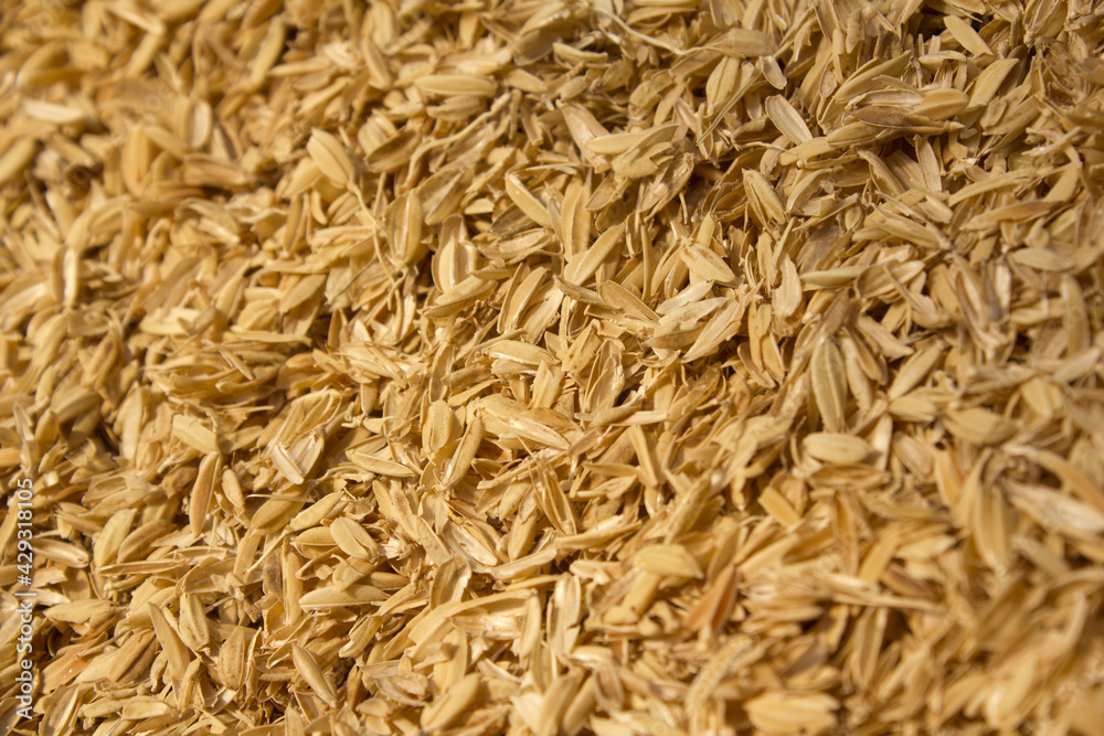 rice peel after harvest and hull background. rice peel after harvest and hull background.
