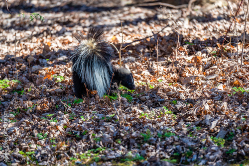 Skunk walking in the city park 