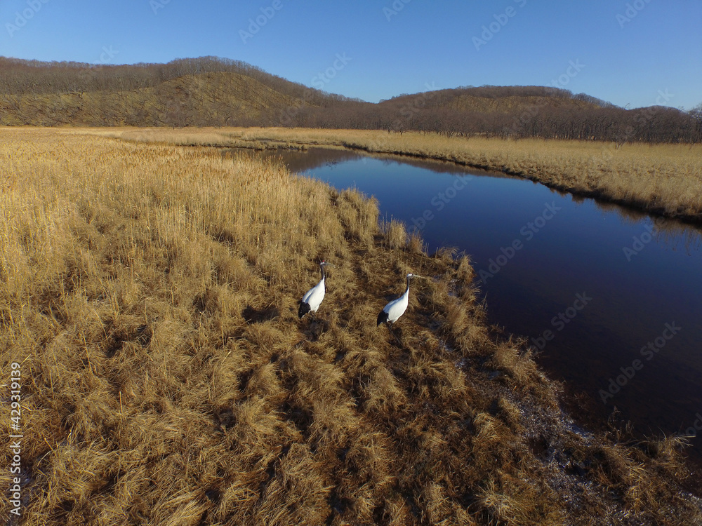 Fototapeta premium 空撮・秋の釧路湿原とタンチョウ（北海道・鶴居村） 