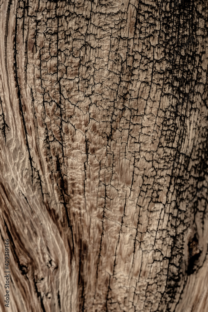 Black Highlights of Cracks in Wood Texture Black Highlights of Cracks in Wood Texture
