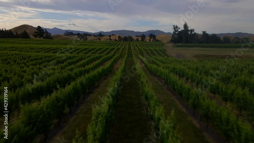 Wallpaper Mural Rows of grape vines in beautiful hill landscape of Marlborough region of New Zealand Torontodigital.ca