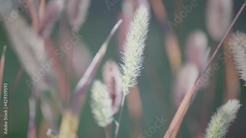 Close-up of ears swaying in a gentle breeze