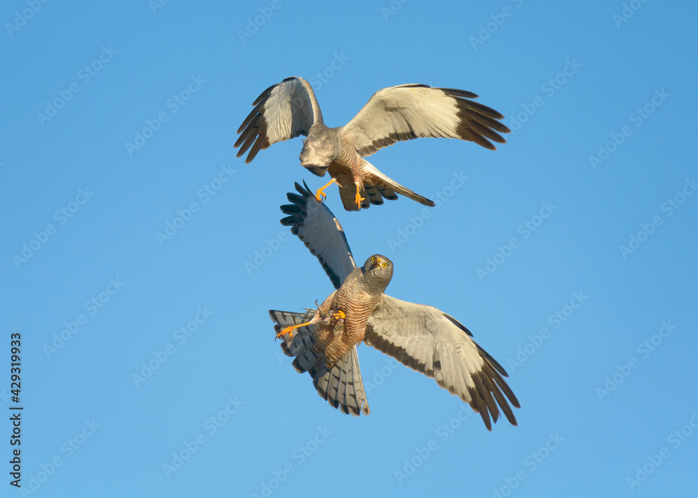 Obraz premium Gavilan ceniciento