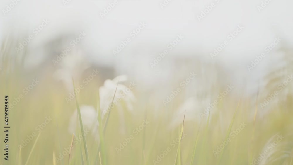 Late autumn fields, grasses sway Late autumn fields, grasses sway