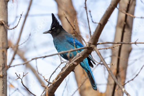 Steller's Jay (Cyanocitta stelleri) perched in a tree © JSirlin