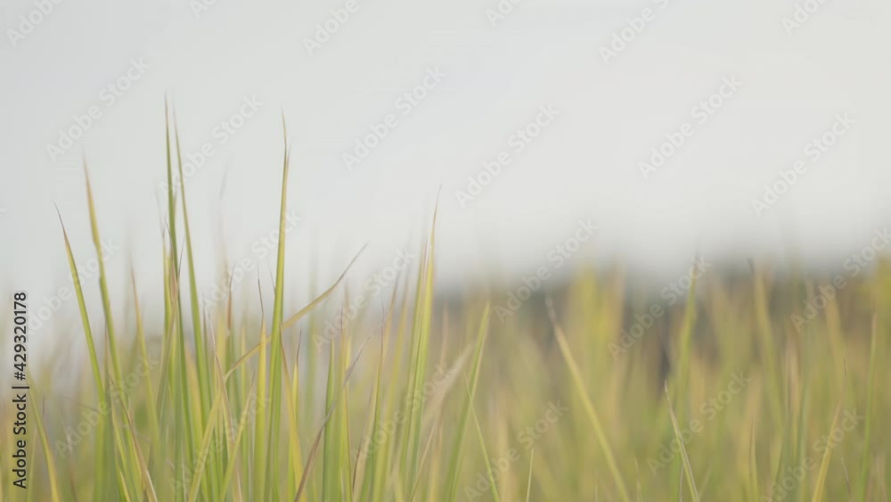 Scenery of cloudy autumn day, grass of grass sways Scenery of cloudy autumn day, grass of grass sways