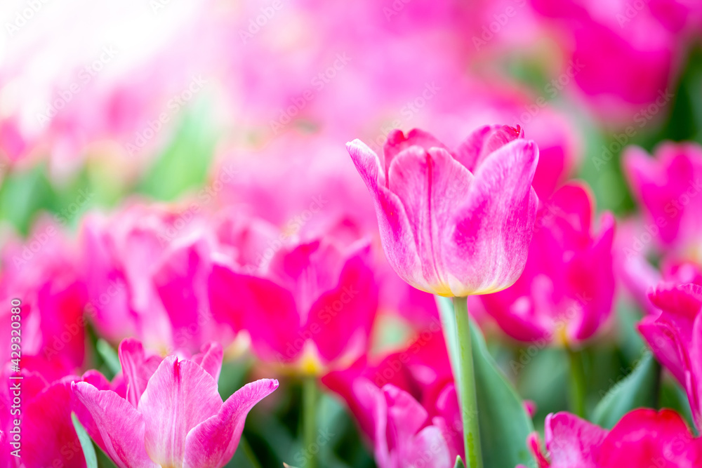 Beautiful bouquet of tulips. colorful tulips. nature background Beautiful bouquet of tulips. colorful tulips. nature background