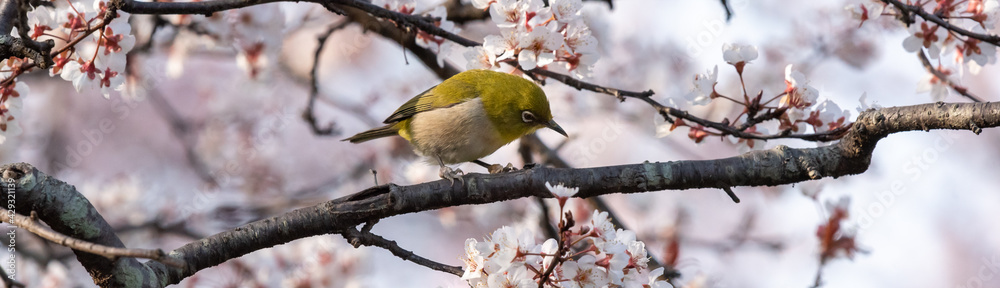 White-eyes, the bird is looking under Cherry blossoms trees.