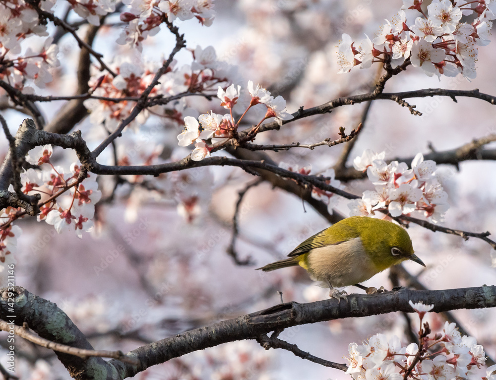 White-eyes, the bird is looking under Cherry blossoms trees. White-eyes, the bird is looking under Cherry blossoms trees.
