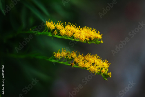Small yellow flower © Jerenilson