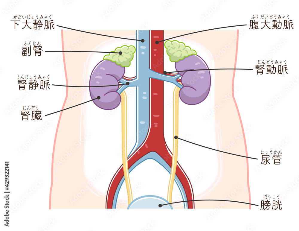 腎臓 尿管 膀胱のイラスト テキスト付き Stock Vektorgrafik Adobe Stock