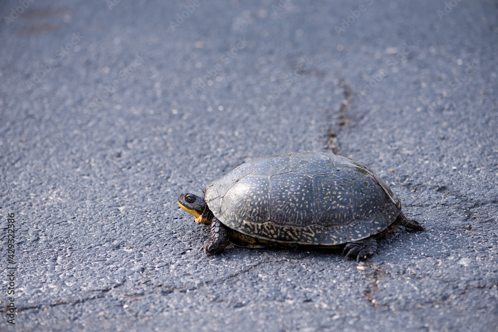 Obraz premium Spotted turtle on a road
