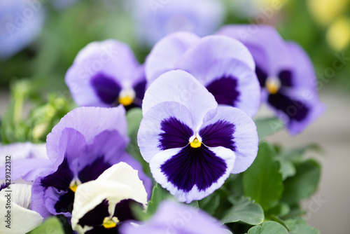 Beautiful purple pansies