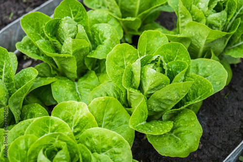 Fresh organic green cos lettuce growing on a natural farm. Photosynthesis salad vegetables on the soil in the plantation. chlorophyll leaf bio concept.