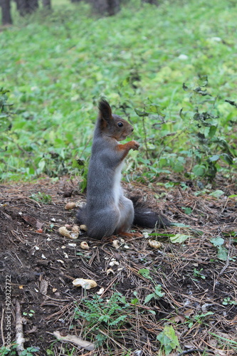 Gray Brown Squirrel © EKATERINA