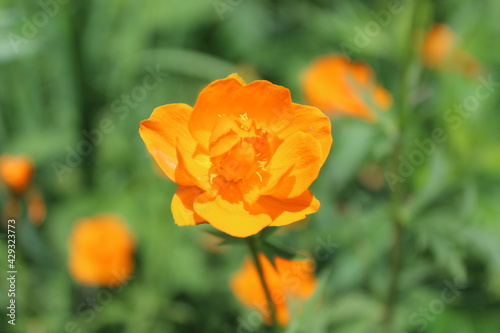 Flower, fire flower, bathing suit, trollius, orange flowers close-up on a green background © EKATERINA