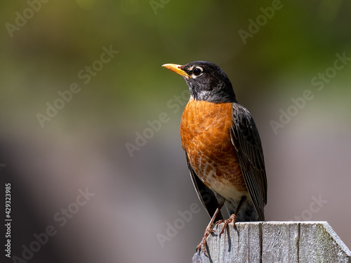 Male American Robin Perched on fence. 