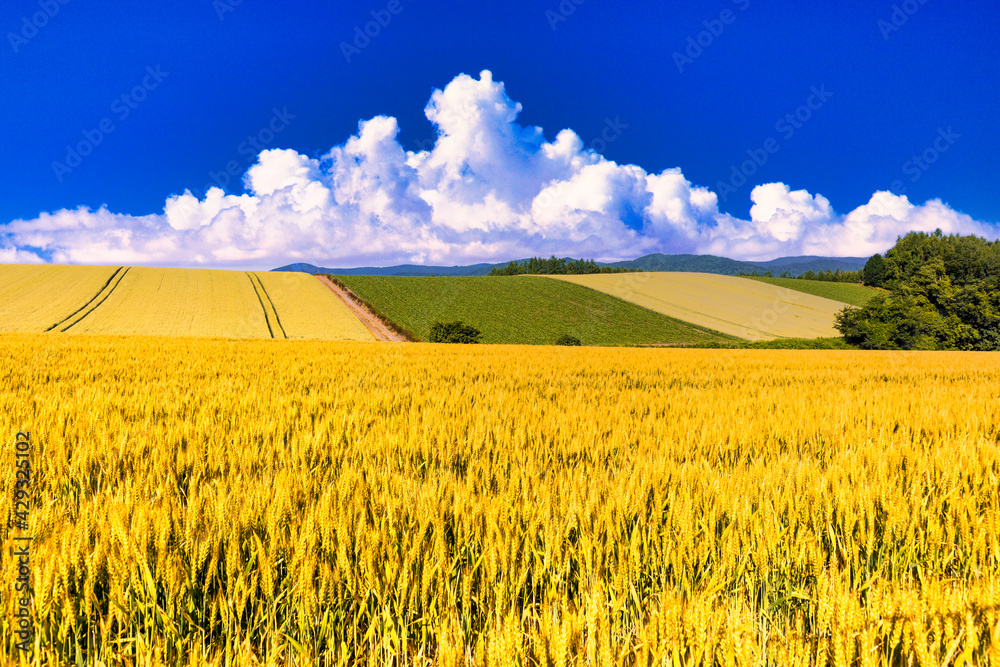 丘の町 美瑛の麦畑と入道雲 Stock Photo Adobe Stock
