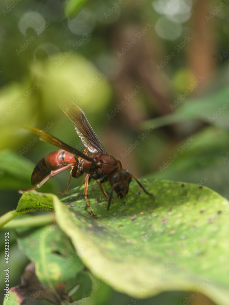 Hornet finding food to eat on the leaf of garden Hornet finding food to eat on the leaf of garden