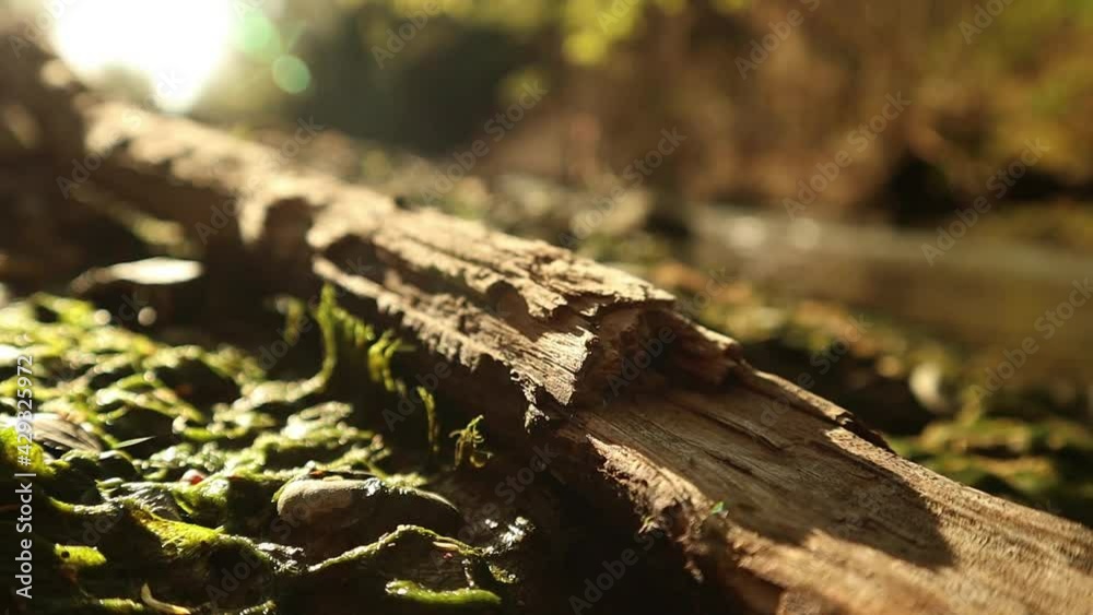 log on the river shore- sharp close up footage- 60fps