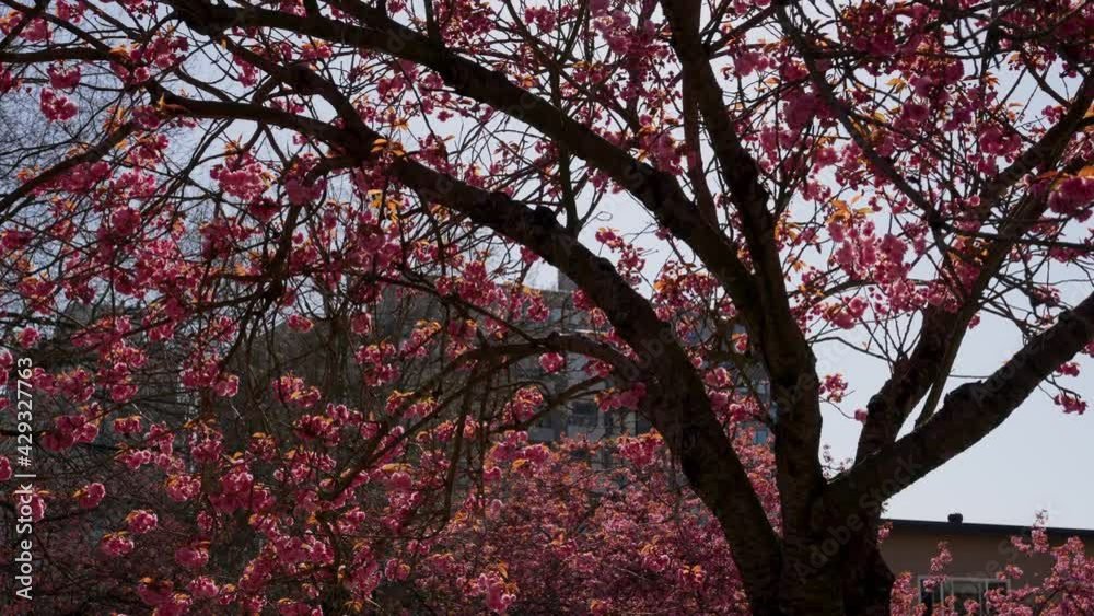 Cherry blossoms in full bloom in the city Cherry blossoms in full bloom in the city