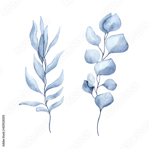 Watercolor drawing of indigo eucalyptus branches. Perfect for printing, web, textile design, scrapbooking.