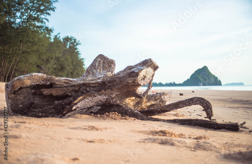 The stump that sinks in the sea, the sea barnacles are clung to the beach.